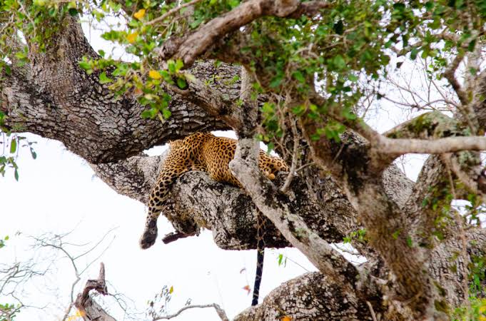 Yala Wilderness